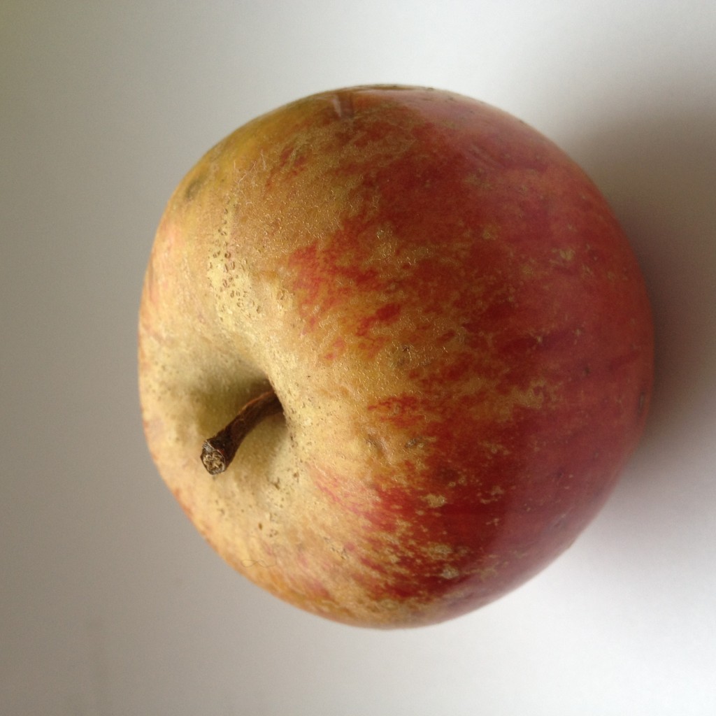 Ribstone Pippin apple